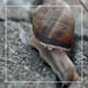 Snails On the Pavement 6 - VideoHive Item for Sale