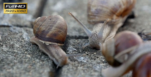 Snails On the Pavement 6