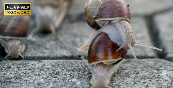 Snails On the Pavement 7
