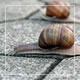 Snails On the Pavement 8 - VideoHive Item for Sale