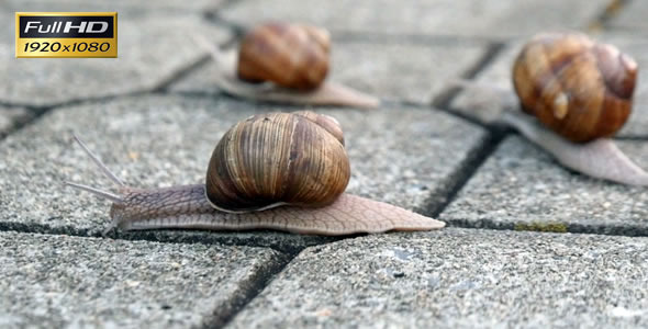 Snails On the Pavement 8
