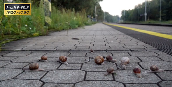 Snails On the Pavement 9