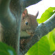 Squirrel Sits On Tree Branch 4 - VideoHive Item for Sale