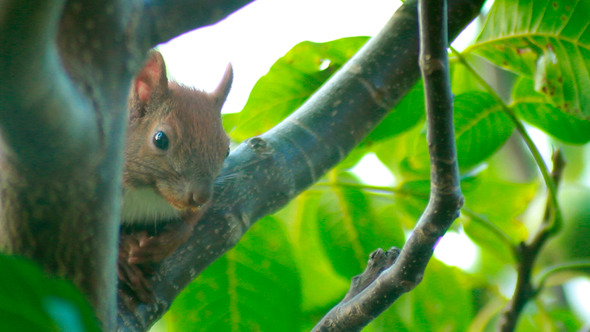 Squirrel Sits On Tree Branch 4