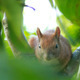 Squirrel Sits On Tree Branch 5 - VideoHive Item for Sale