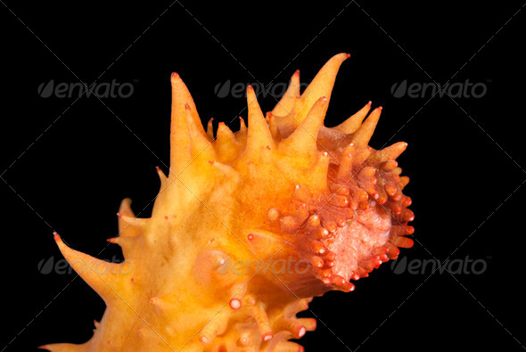 Feeding sea cucumber - Stock Photo - Images