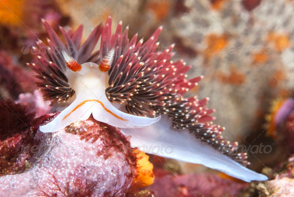 Colorful nudibranch - Stock Photo - Images