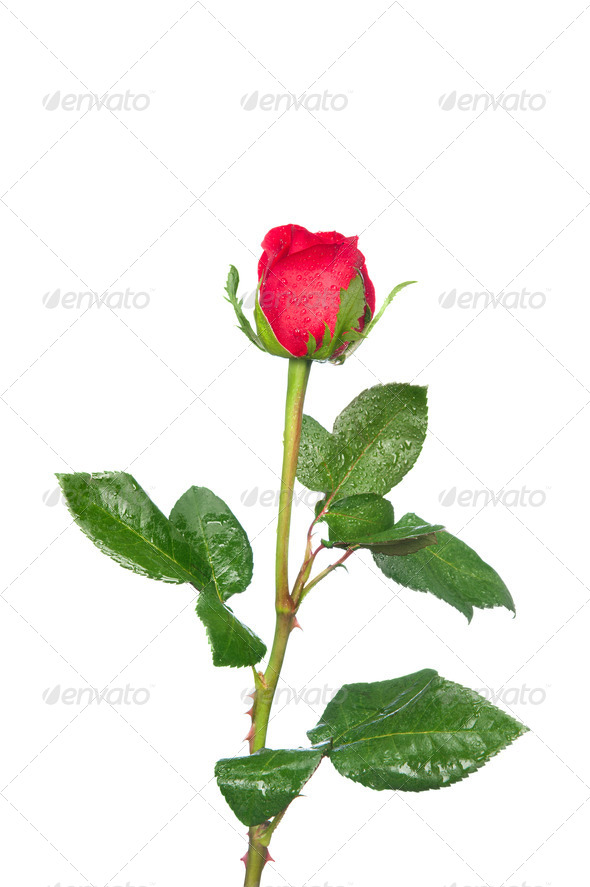 Single rose stem Stock Photo by joebelanger PhotoDune
