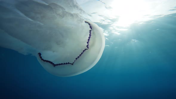 Sea Lung Jellyfish Swim Underwater in the Ocean alt