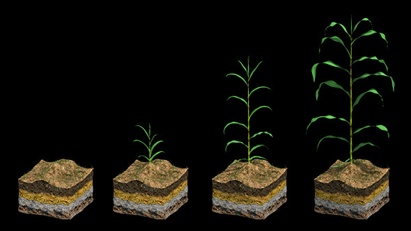 Corn Growth Plant & Ground