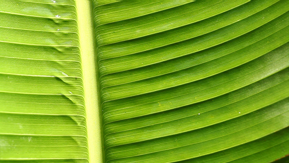 Green Leaf In Nature 8