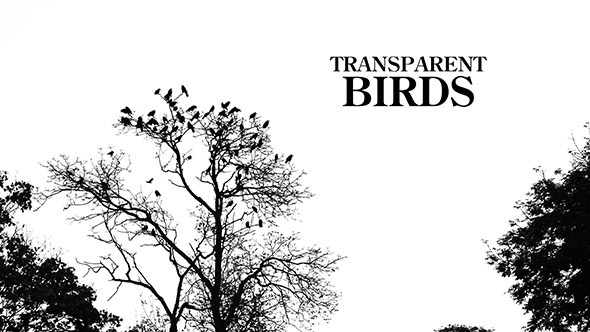 Transparent Birds