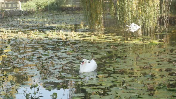 Elegant swan in the pond 4K 2160p 30fps UltraHD footage - Beautiful white Cyngus bird on water 4K 38 alt