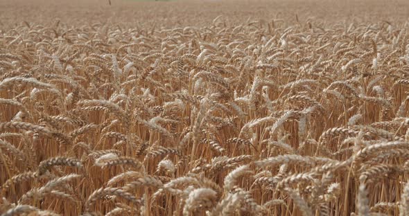 Ripe Wheat Ears Sway In The Wind. Wheat Field