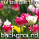 Tulips Garden Tulips Garden - VideoHive Item for Sale