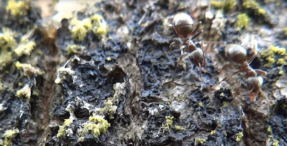 Ants On Tree Stock Footage VideoHive   Ants On Tree 02 Vcu Pr 