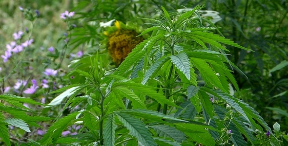 Marijuana Leaf 6 alt