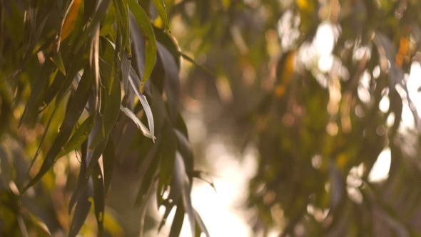 Bokehtree In The Garden alt