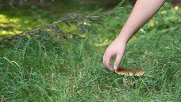 Picking Porcino Mushroom alt