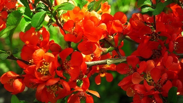 Quince Red Flowers