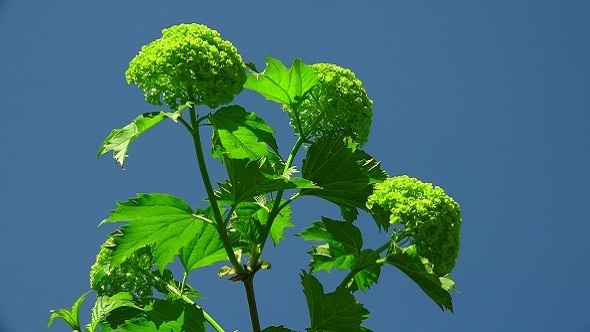 Green Buds on the Background of Blue Sky