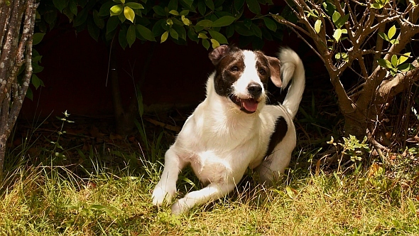 Funny Dog Playing in Grass, Stock Footage | VideoHive