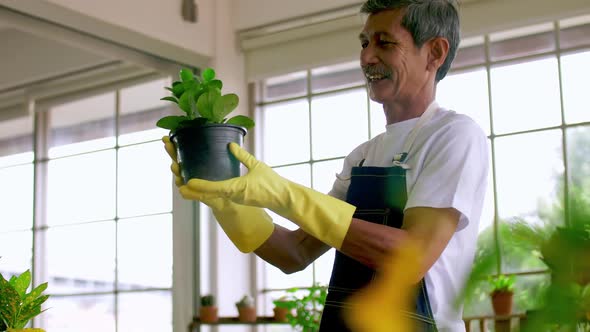 Happy senior gardener man taking care of his plants in greenhouse. alt