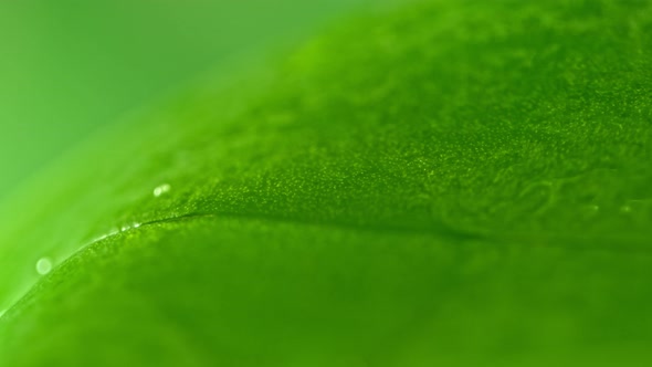 Super Slow Motion Macro Shot of Water Droplet Falling on Fresh Grean Leaf at 1000Fps alt
