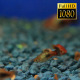 Tropical Fish In Aquarium - VideoHive Item for Sale