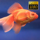 Tropical Fish In Aquarium 3 - VideoHive Item for Sale