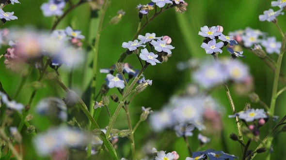 Forget-Me-Nots Small Blue Flowers