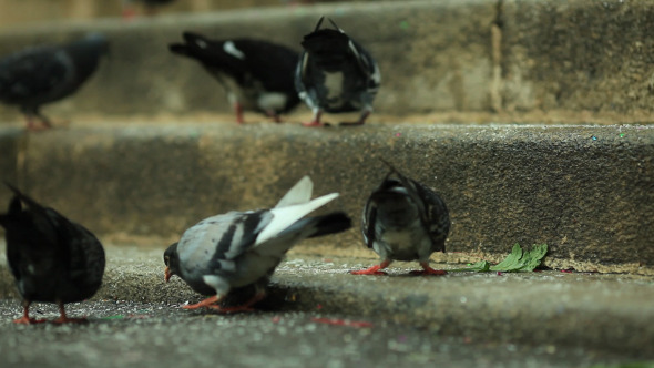 Pigeons Pecking Crumbs 1 (Pack of 6)