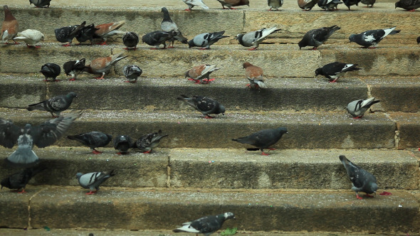 Pigeons Pecking Crumbs 2 (Pack of 3)