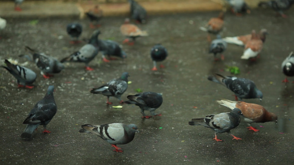 Pigeons Pecking Crumbs 3