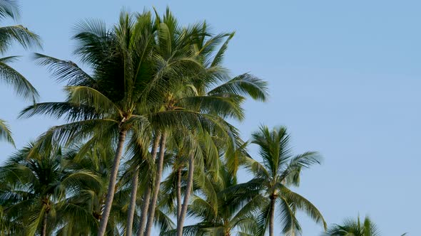 Palm Tree with Green Leaves on Blue Clear Sky No Clouds Background