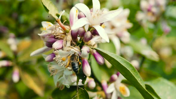A bee collects pollen on a flowering tree. Closeup view of bee on lemon flowers.