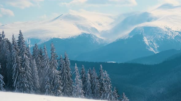 Tall evergreen pine trees swaying on strong stormy wind during heavy snowfall in winter alt