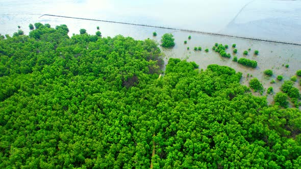 Aerial view Top view of Mangroves forest. mangroves along the coastline alt