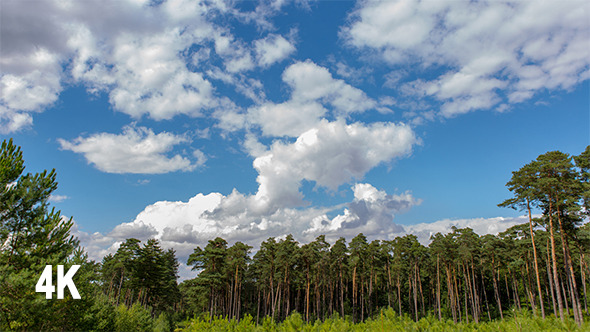 Clouds in Pine Forest