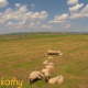 Field And Sheeps - VideoHive Item for Sale