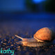 Snail Crossing The Street At Night 2 - VideoHive Item for Sale