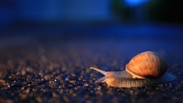 Snail Crossing The Street At Night 2