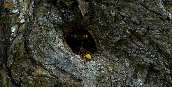 Hornets in Holes in Wood 2 alt