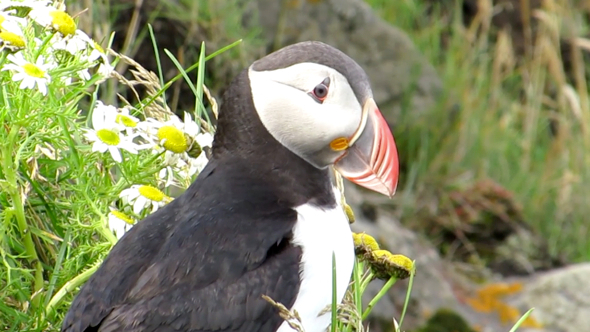 Puffin Stand At The Edge Of Cliff