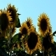 Sunflowers 2 - VideoHive Item for Sale