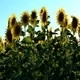 Sunflowers 3 - VideoHive Item for Sale