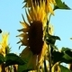 Sunflowers 4 - VideoHive Item for Sale