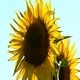 Sunflowers 6 - VideoHive Item for Sale