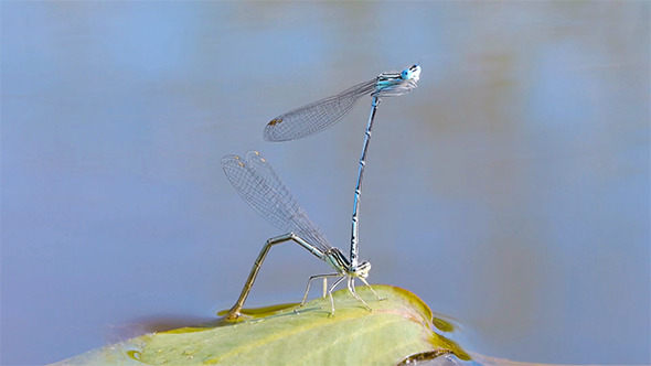 Mating Season Of Dragonflies 1