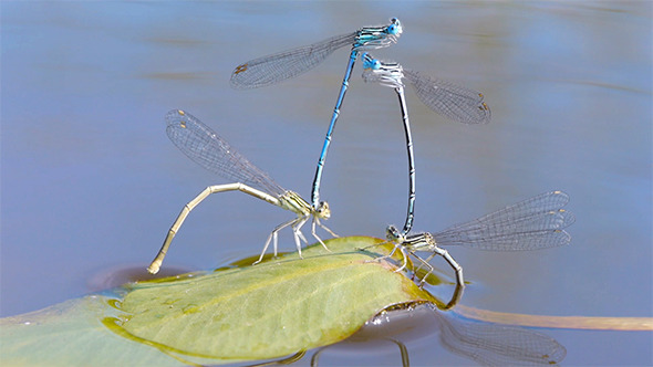 Mating Season Of Dragonflies 2